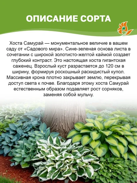 Хоста Самурай