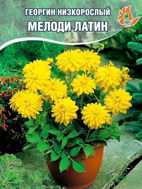 Георгин Мелоди Латин (низкорослый)