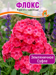 Флокс Земляничное суфле