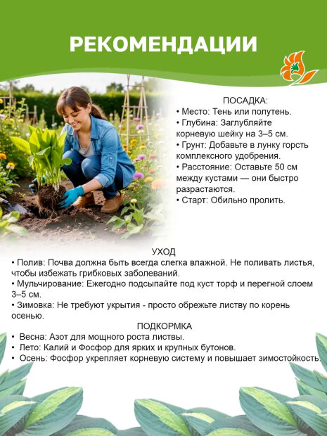 Хоста Брессингем Блю