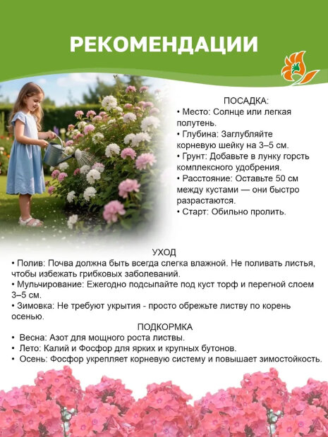 Флокс Стразы