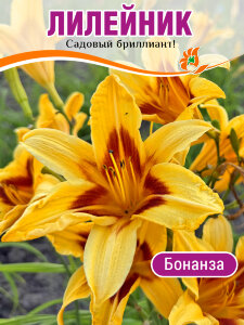 Лилейник Бонанза Лилейник Бонанза