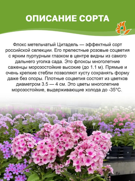 Флокс Цитадель