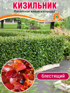 Кизильник блестящий