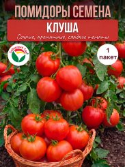 Томат Клуша