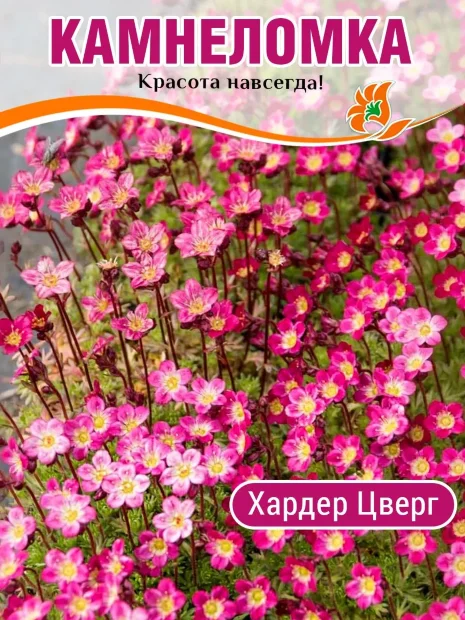 Камнеломка Хардер Цверг, Арендса