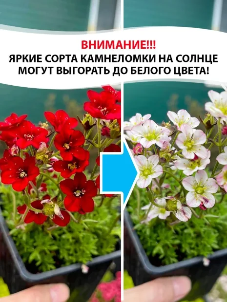 Камнеломка Хардер Цверг, Арендса