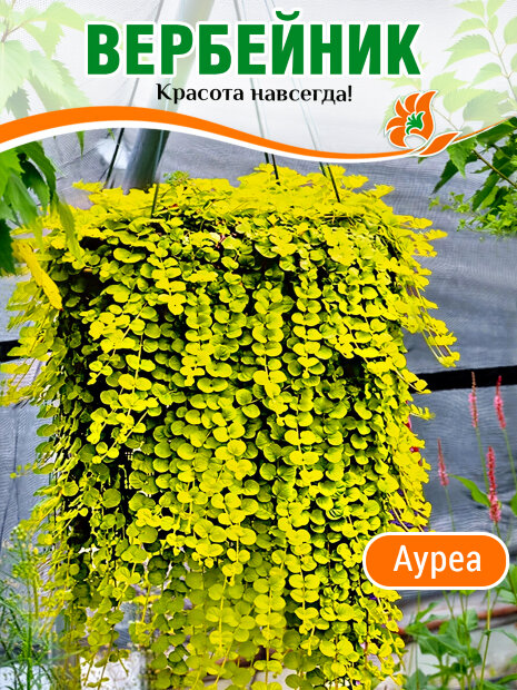 Вербейник Ауреа (монетчатый) 