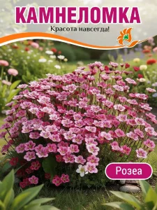 Камнеломка Розеа, Арендса Камнеломка Розеа, Арендса