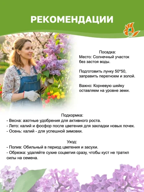 Сирень Радмила (обыкновенная) саженцы 