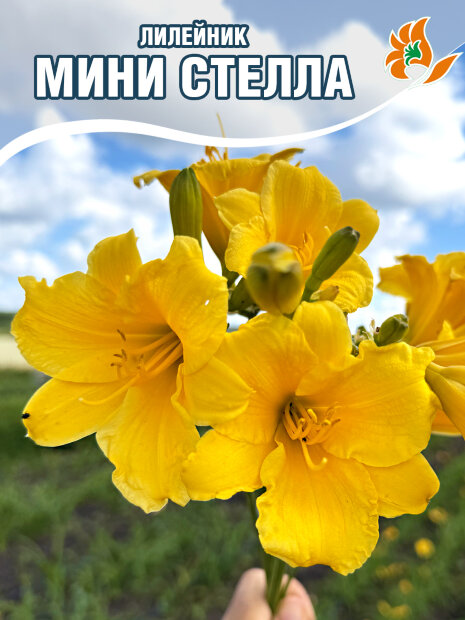 Лилейник Мини Стелла 