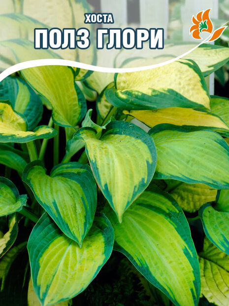 Хоста Полз Глори 