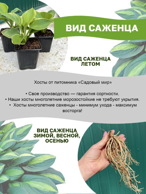 Хоста Полз Глори 