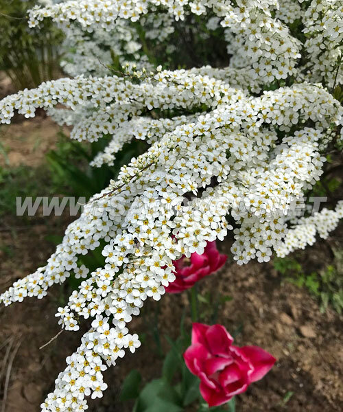 Спирея Грефшейм (серая) саженцы 
