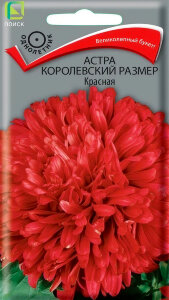 Астра королевский размер Красная