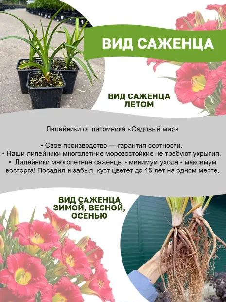 Лилейник Эйджелес Бьюти