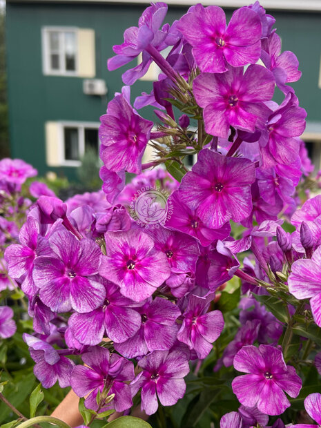 Флокс Синий Дракон (Р9)