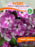 Флокс Синий Дракон (Р9)