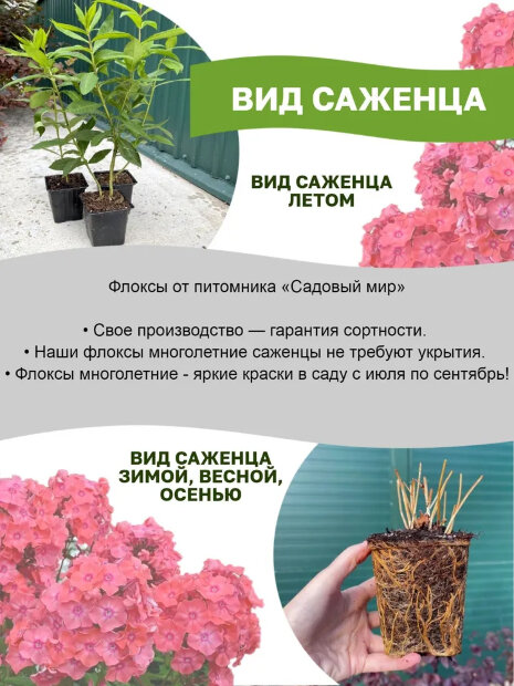 Флокс Синий Дракон (Р9)