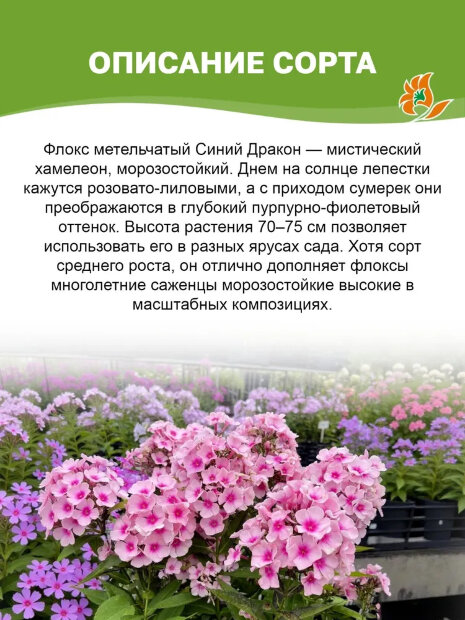 Флокс Синий Дракон (Р9)