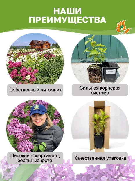 Сирень Гортензия (обыкновенная) саженцы 