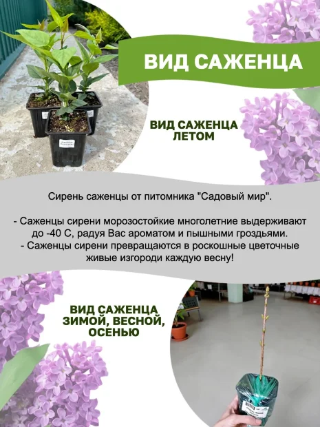Сирень Гортензия (обыкновенная) саженцы 
