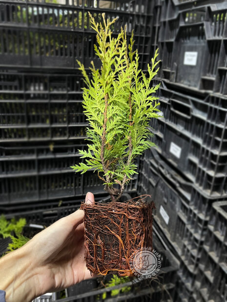 Туя Вудварди (западная)