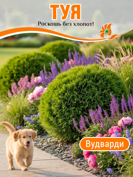 Туя Вудварди (западная)