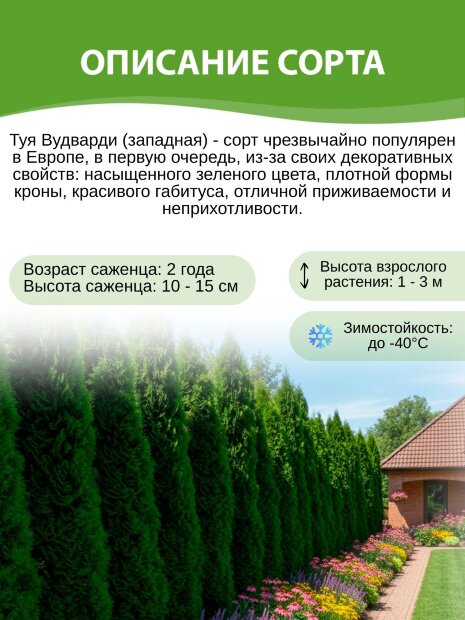 Туя Вудварди (западная)
