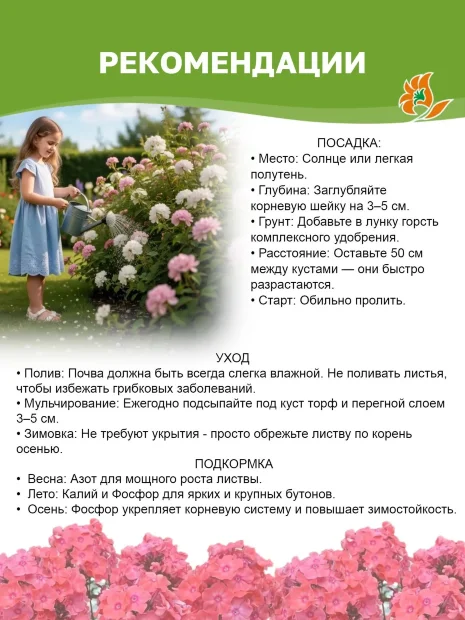 Флокс Лариса