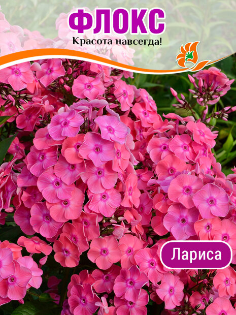 Флокс Лариса