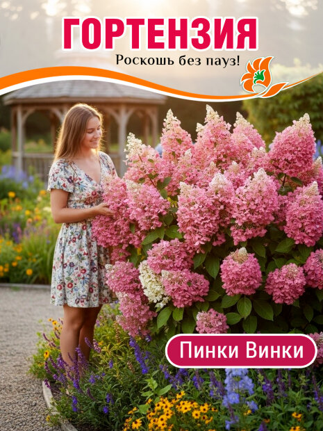 Гортензия Пинки Винки (метельчатая) саженцы 