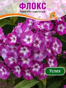 Флокс Успех Флокс Успех