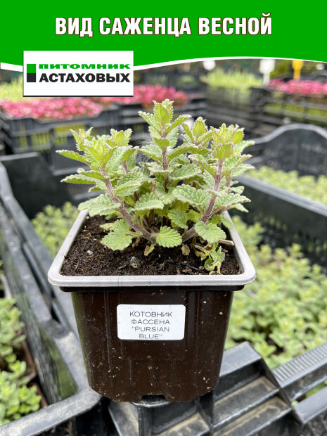 Котовник Пурсиан Блю, Фассена