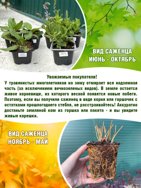 Седум (очиток) Атропурпуреум белый