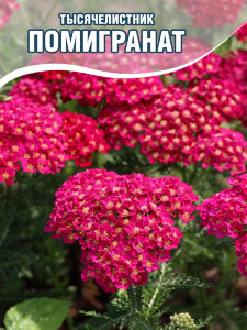 Тысячелистник Помигранат Тысячелистник Помигранат