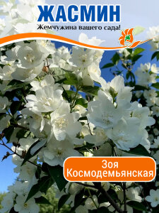 Жасмин Зоя Космодемьянская (Чубушник)