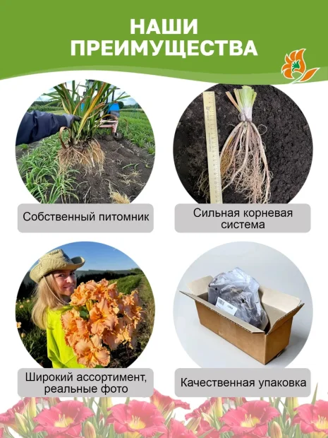 Лилейник Блэк Эрроухэд