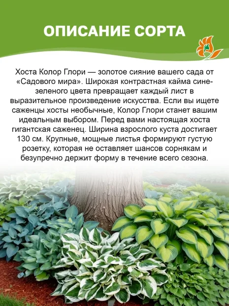 Хоста Колор Глори