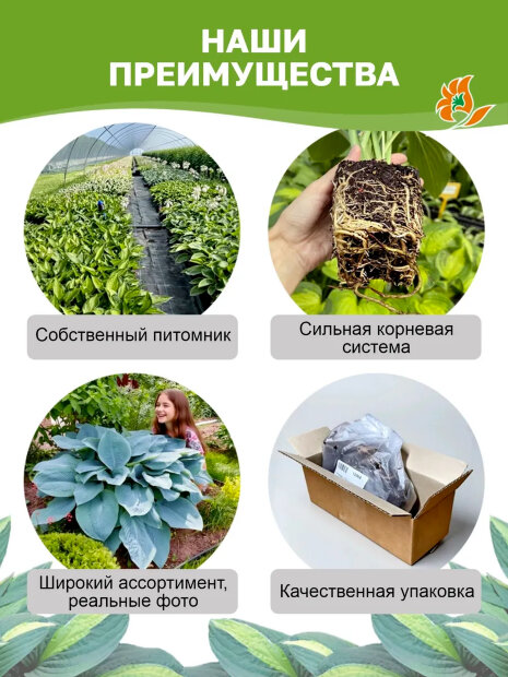 Хоста Колор Глори