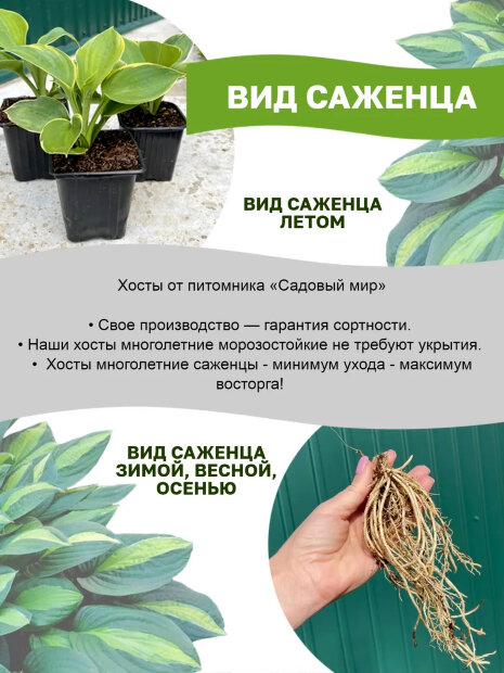 Хоста Роял Стандарт