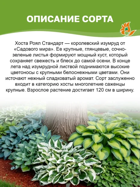 Хоста Роял Стандарт