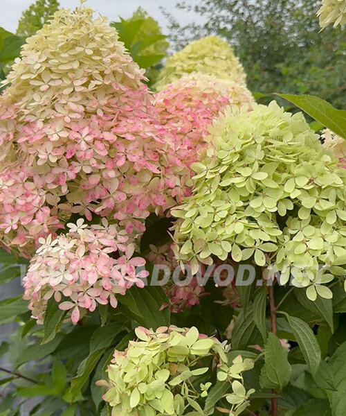 Гортензия Роял Флауэр (метельчатая) саженцы 