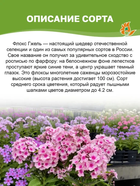 Флокс Гжель
