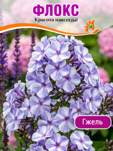 Флокс Гжель Флокс Гжель