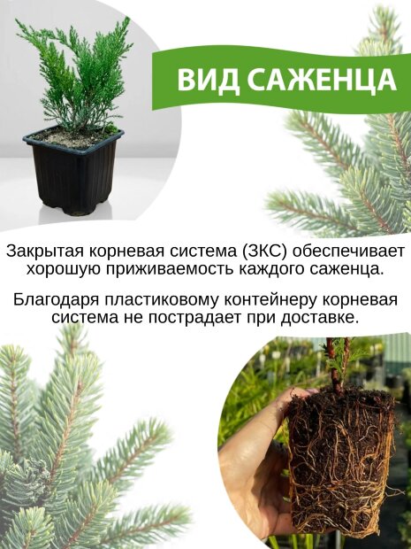 Сосна Мугус (горная)