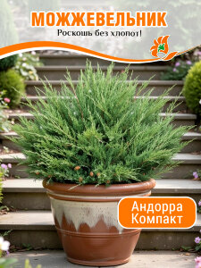Можжевельник Андорра Компакт (горизонтальный) Можжевельник Андорра Компакт (горизонтальный)