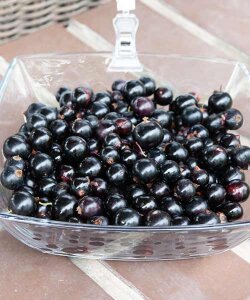 Смородина Севчанка (чёрная) Смородина Севчанка (чёрная)