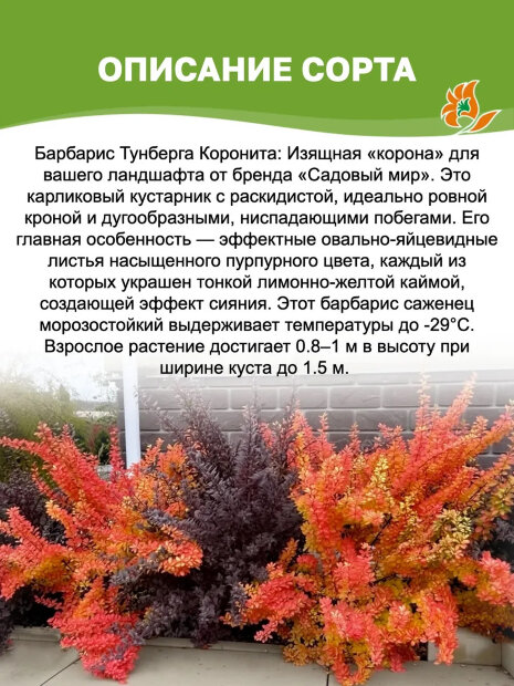 Барбарис Коронита (Тунберга) саженцы 
