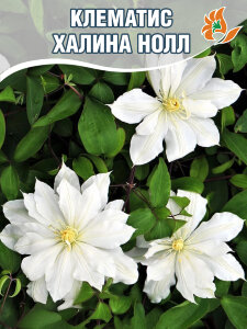 Клематис Халина Нолл (крупноцветковый) Клематис Халина Нолл (крупноцветковый)